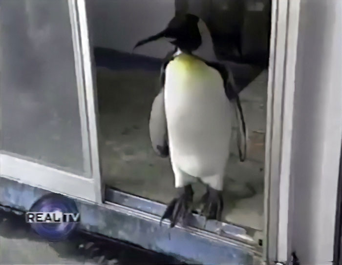 This Rescued King Penguin Loved Going To The Fish Market So Much That His Family Taught Him How To Buy Fish On His Own