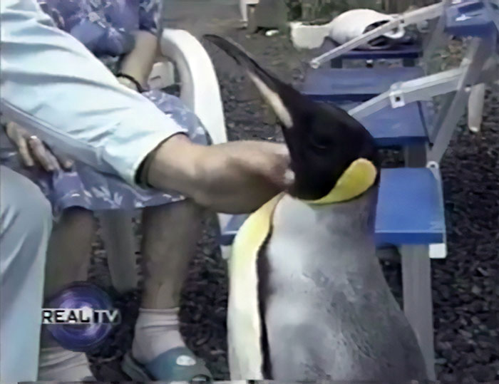 This Rescued King Penguin Loved Going To The Fish Market So Much That His Family Taught Him How To Buy Fish On His Own