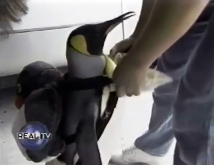 This Rescued King Penguin Loved Going To The Fish Market So Much That His Family Taught Him How To Buy Fish On His Own