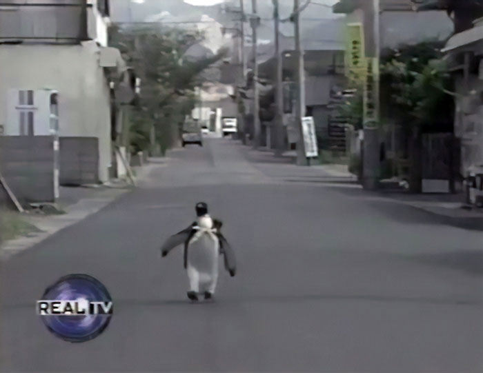 This Rescued King Penguin Loved Going To The Fish Market So Much That His Family Taught Him How To Buy Fish On His Own