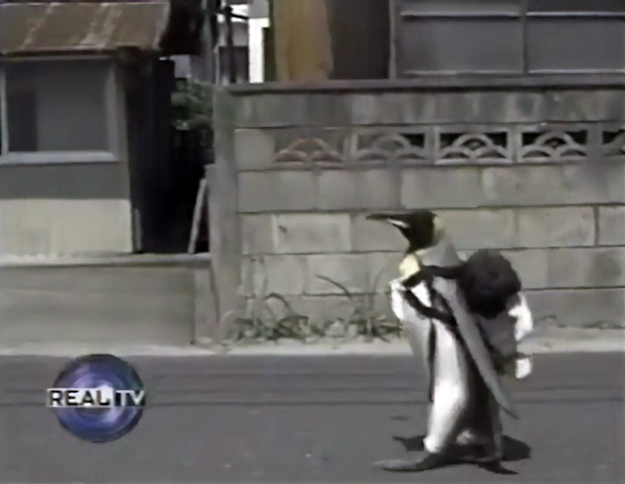 This Rescued King Penguin Loved Going To The Fish Market So Much That His Family Taught Him How To Buy Fish On His Own