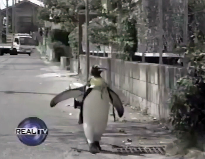 This Rescued King Penguin Loved Going To The Fish Market So Much That His Family Taught Him How To Buy Fish On His Own