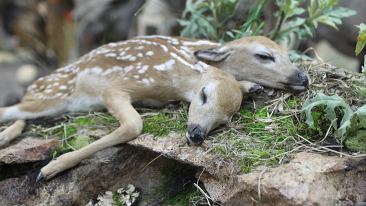 Two-headed fawn found in Minnesota forest shows rare wildlife deformity |  Fox News