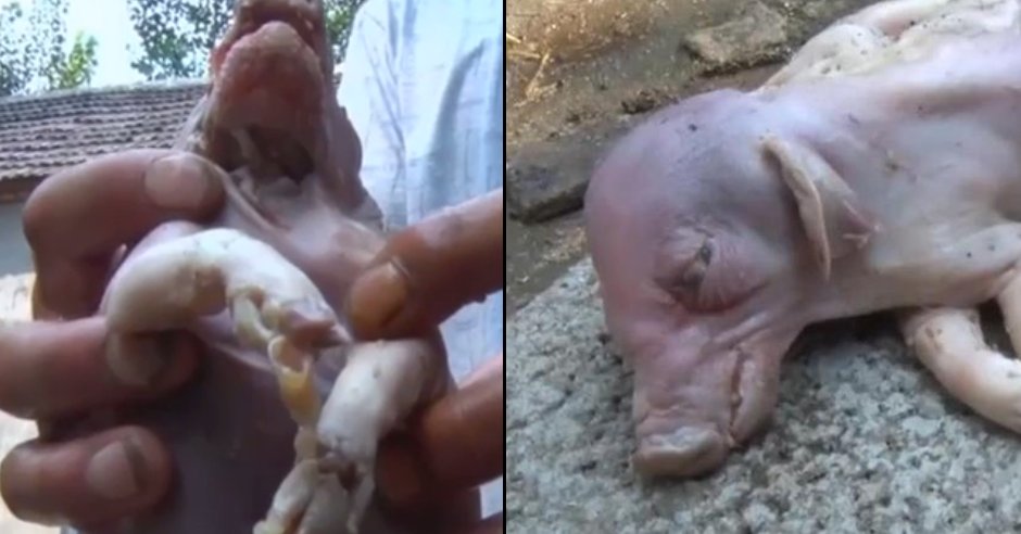 LADbible on X: "'Mutant pig' with two bodies and eight legs born on farm.  https://t.co/CpVRMFAtg6 https://t.co/epT5qn8YCj" / X