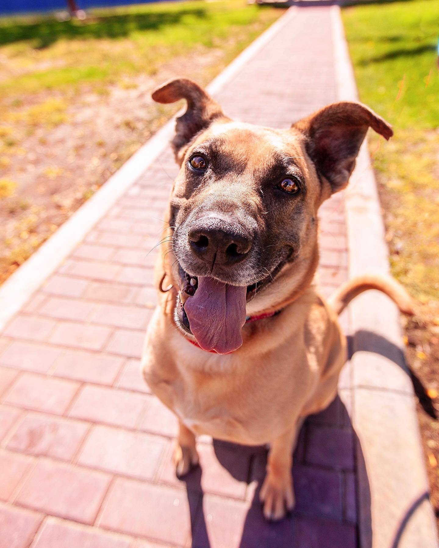 "perro-feliz-sentado-al-aire-libre"