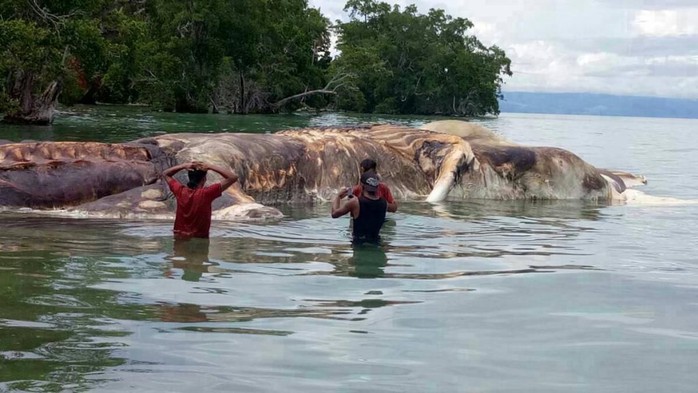 Giải mã “quái vật biển” dạt vào bãi biển Indonesia - Ảnh 1.