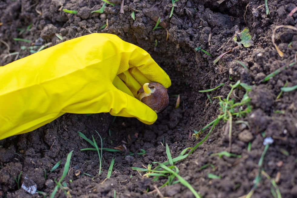 gardening and horticulture a gardener plants plant seeds in an earthen hole