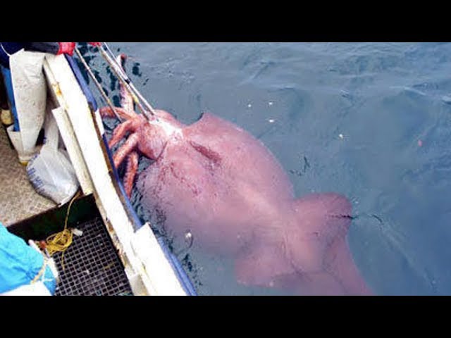 Most Epic Animals Ever Caught - YouTube