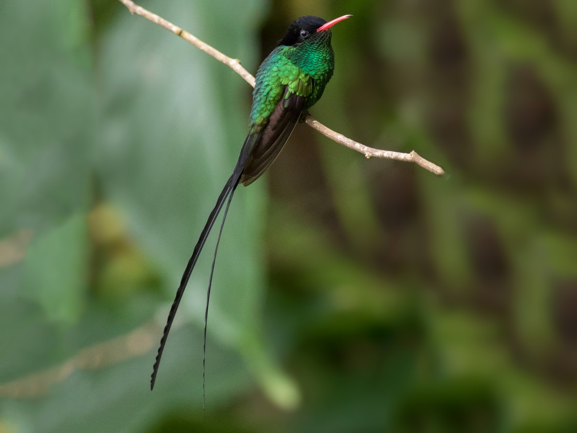 Red-billed/Black-billed Streamertail - eBird