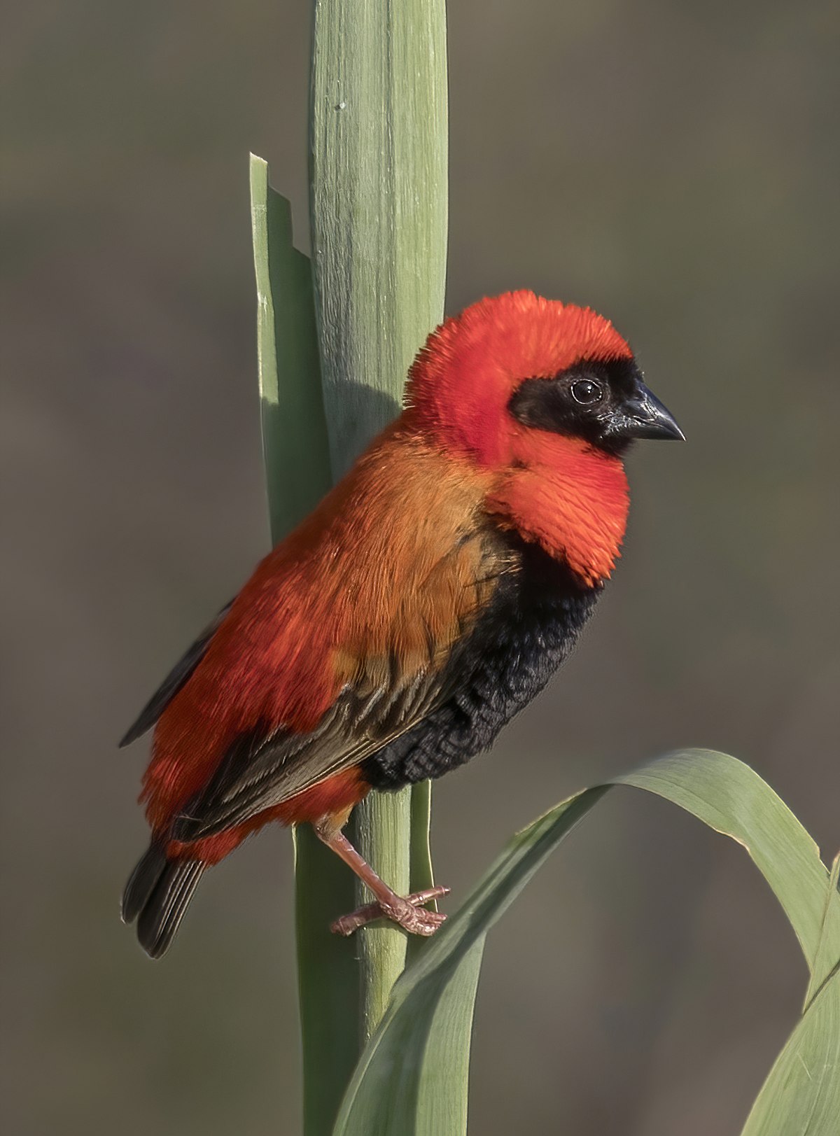 Файл:Southern red bishop (Euplectes orix) 2.jpg — Вікіпедія