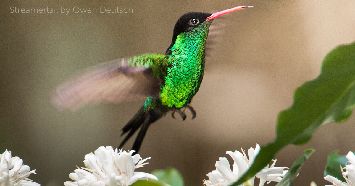 Streamertail - American Bird Conservancy