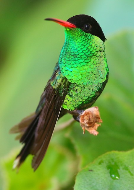 Red-billed Streamertail – birdfinding.info