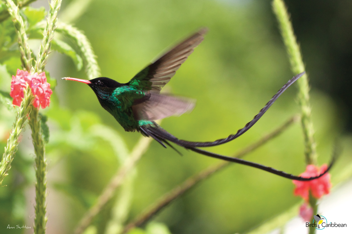 From the Nest – Day 9 – BirdsCaribbean