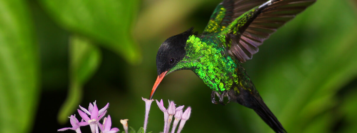 Meet the Streamertail, the 'Most Beautiful Bird in Jamaica'