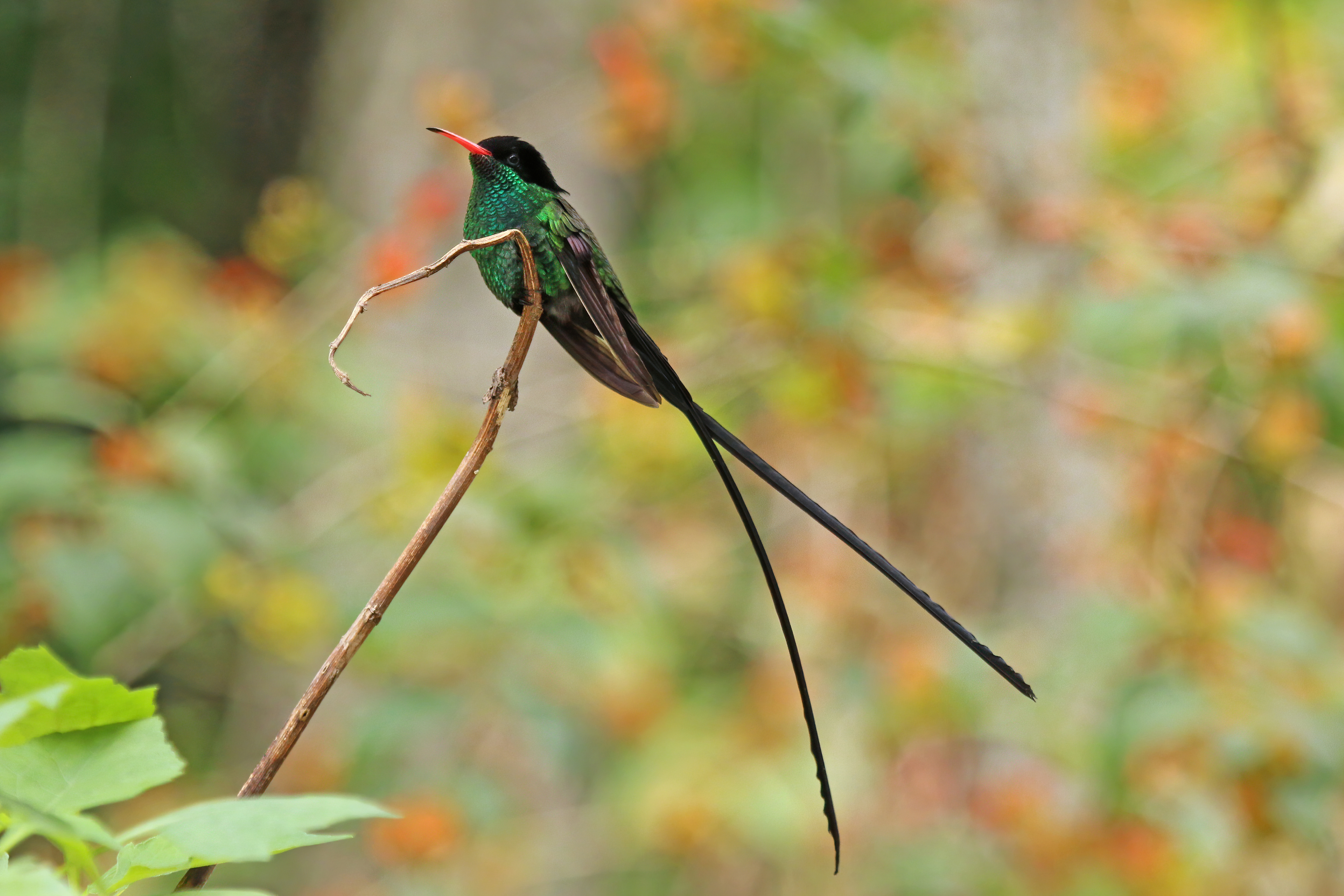 Red-billed streamertail - Wikipedia