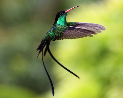 doctor bird / Red-billed streamer tail / Jamaica | Bird, Wild birds photography, Funny bird pictures