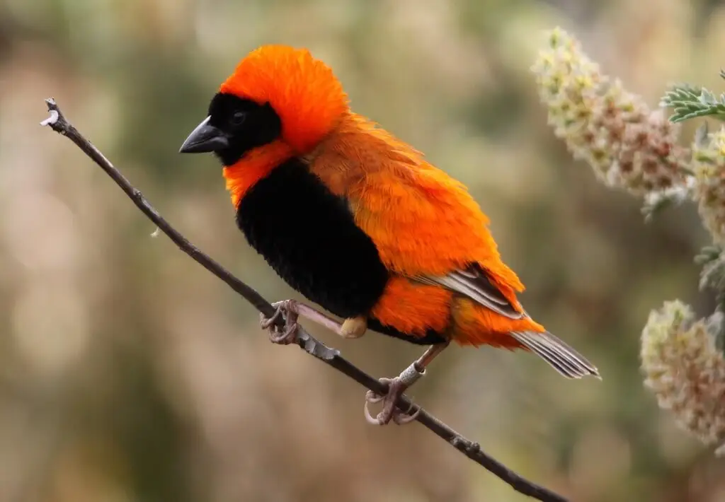 Euplectes orix - Fatti, dieta, habitat e immagini su Animalia.bio