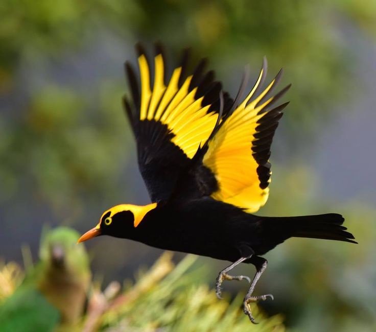 World birds on X: "Regent Bowerbird (Sericulus chrysocephalus)  https://t.co/lKCfS82VZu" / X