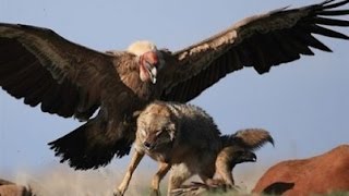 Top 10 Most Dangerous Birds in the World - YouTube