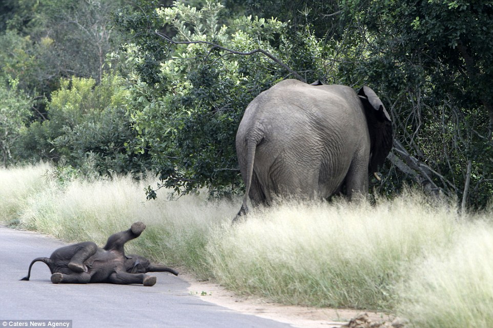 Don't forget me! This is the cheeky moment a baby elephant threw himself to the ground in a strop as his mother walked off into the roadside bush