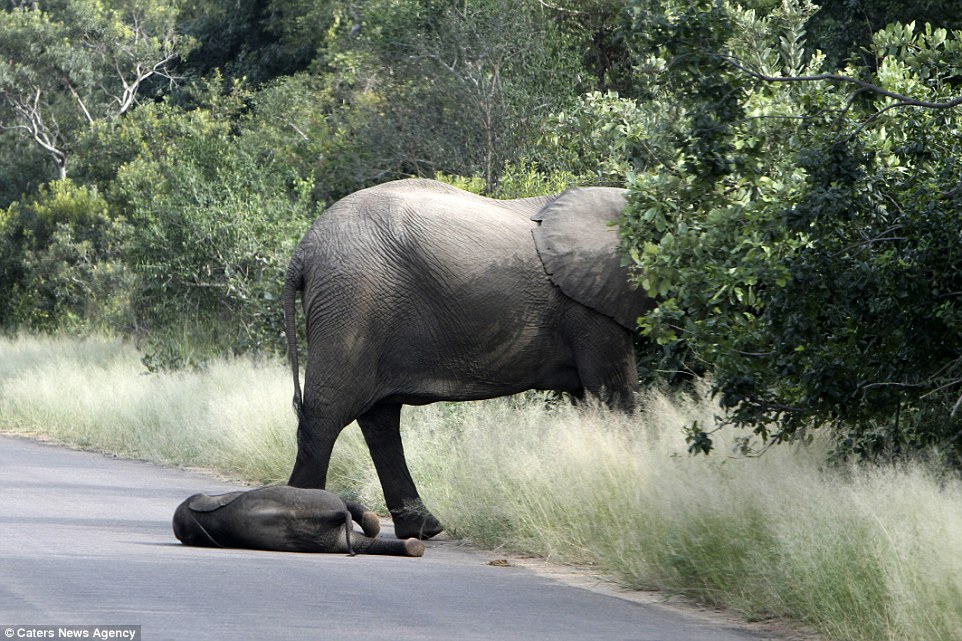 Not moving: After grazing by the roadside, the young elephant was not in the mood for more walking as it toppled over into the road