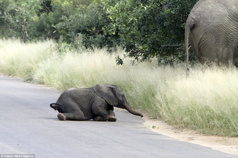 Unimpressed: The troublesome tyke was forced to get up after failing to catch his mother's attention at Kruger Park in South Africa