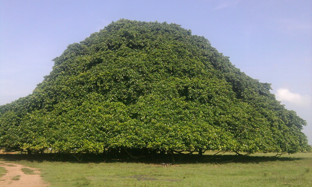 "https://amazing2you.com/wp-content/uploads/2024/07/columbia-largest-tree-san-marcos-38.jpg"