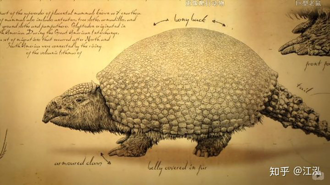 Glyptodon: Lâu đài di động ở Nam Mỹ - Ảnh 4.